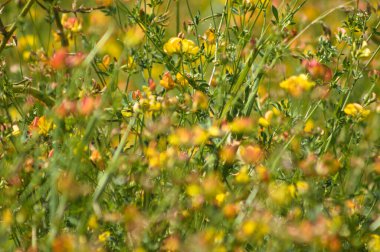 Close-up of common bird's foot trefoil with selective focus on foreground