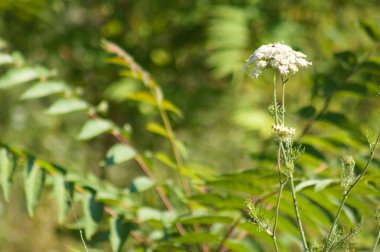 Arka planda yeşil bulanık bitkiler olan vahşi havuç kızılötesi görüntüler.
