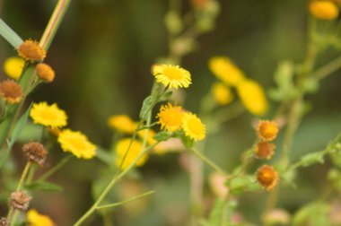 Arka planda yeşil bulanık bitkiler olan sıradan pire çiçeklerine yakın çekim