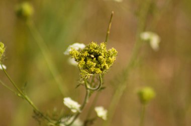 Ön planda seçici odaklı yaban havucu tomurcuğunun yakın çekimi