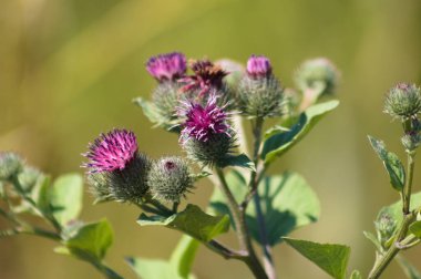 Yeşil bulanık arkaplan ile yünlü dulavrat çiçeklerinin yakın çekimi