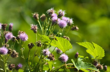 Arka planda yeşil bulanık bitkilerle sürünen devedikeni çiçeklerine yakın plan