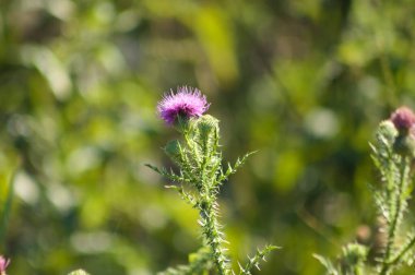 Close-up of spiny plumeless thistle flower with green blurred plants on background
