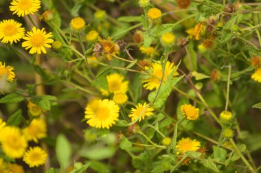 Önplanda seçici bir odak noktası olan sarı pireli çiçeklere yakın çekim