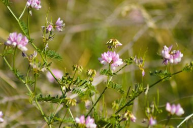Önplanda seçici bir odak noktası olan Crownvetch çiçeklerine yakın plan
