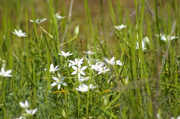 Beytüllahim çiçeklerinin bahçedeki yıldızının ön planda seçici bir odak noktası var.