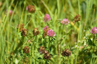 Önplanda seçici odaklı kırmızı yonca çiçeklerine yakın plan