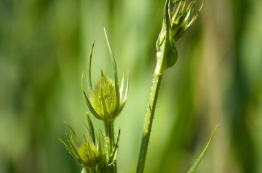 Kesme yapraklı çaydanlık yeşil tomurcuklarının seçici yeşil arkaplanı bulanık.