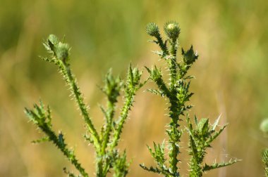Dikenli tüysüz devedikeni yeşil tomurcuklarına yakın plan bulanık arka plan