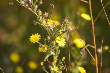 Şahin otu öküz dili çiçeklerinin yakın plan çekimleri