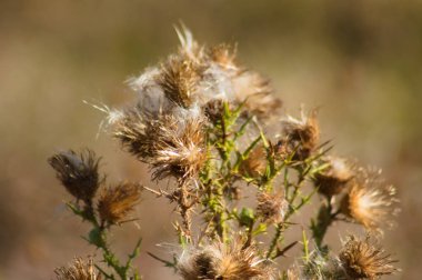 Arka planda bulanık boğa devedikeni kurumuş tohumlarına yakın plan.