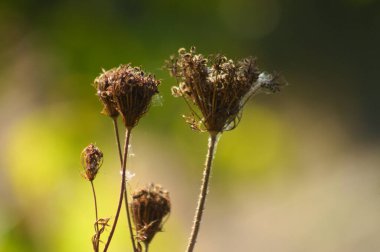 Yeşil bulanık arkaplan ile yakın plan kahverengi havuç tohumları