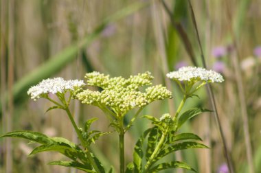 Önplanda seçici odaklı cüce yaşlı çiçeğe yakın plan