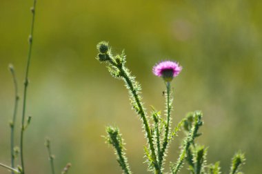 Yeşil bulanık arkaplan ile dikensiz devedikeni çiçekleri yakın plan