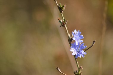 Bulanık arkaplanı olan yaygın hindiba mavisi çiçeklerin yakın çekimi