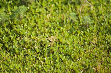 Önplanda seçici odaklı ortak purslane 'in yakın plan görüntüsü