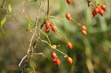 Arka planda yeşil bulanık bitkiler bulunan dalların üzerindeki gül kalça meyvelerinin yakın plan görüntüleri
