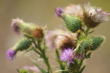 Boğa devedikeni çiçekleri ve bulanık arka planı olan tomurcuklara yakın çekim