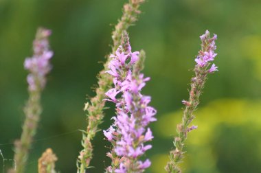 Close-up of purple loosestrife flowers with green blurred background