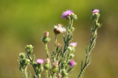 Close-up of spiny plumeless thistle flowers with green blurred background