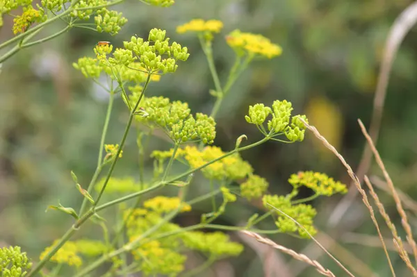 Close Green Yellow Sweet Fennel Flowers Selective Focus Foreground — Stock Photo, Image