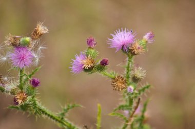 Dikensiz dikensiz devedikeni çiçekleri ve bulanık arkaplanı olan tohumları yakından çek