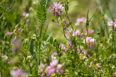 Önplanda seçici bir odak noktası olan Crownvetch çiçeklerine yakın plan