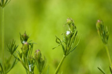 Close-up of cleavers flowers with green blurred background clipart