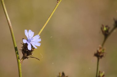 Bulanık arkaplanı olan mavi hindiba çiçeğine yakın plan