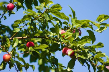 Arka planda mavi gökyüzü olan dallarda kirazlı erik meyvelerinin yakın çekimi