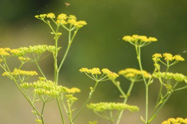 Bulanık arkaplanı olan havuç dolgunluğunun yakın çekimi