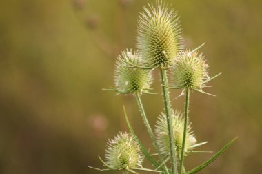 Arkaplanı bulanık yeşil çay çekirdeğinin yakın plan görüntüsü