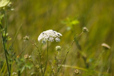 Yeşil bulanık arkaplanlı vahşi havuç kızılötesi görüntüsü