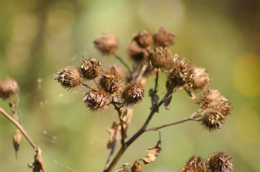 Yeşil bulanık arkaplanı olan kahverengi, yünlü dulavrat tohumlarının yakın çekimi