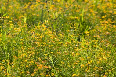 Selvi çiçeğinin yakın plan çekimleri ve seçici odak noktası ön plan