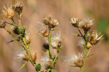 Kurumuş tüylü boğa devedikeni tohumları yakın plan kahverengi bulanık arka plan