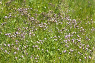 Önplanda seçici bir odak ile sürünen devedikeni çiçek tarhına yakın plan