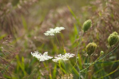 Arka planda yeşil bulanık bitkiler olan yabani havuç çiçekleri ve tomurcuklara yakın plan