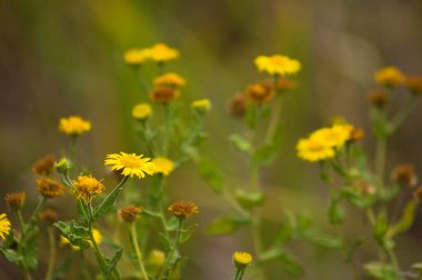 Arka planda sıcak bulanık bitkiler olan sıradan pire çiçeklerine yakın çekim
