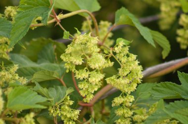 Ön planda seçici odaklı ortak hop çiçeklerine yakın plan