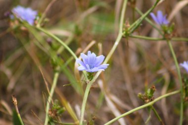 Arka planda bulanık bitkiler olan yaygın hindiba mavisi çiçeğinin yakın plan görüntüsü
