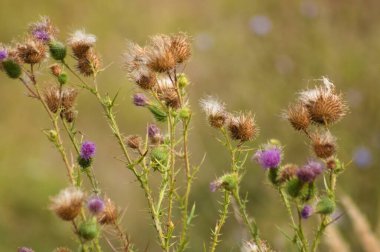 Boğa devedikeni çiçekleri ve arka planda bulanık kahverengi tohumlar.
