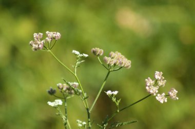 Arka planda yeşil bulanık bitkiler olan dik duran kirpi çiçeklerine yakın plan