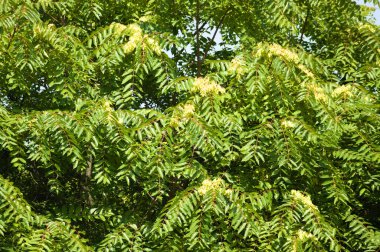 Cennet ağacının yakın planında mavi gökyüzü olan yaprakları.