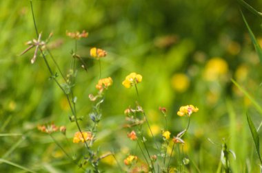 Yaygın kuşun ayak tırabzan çiçeklerinin ön planda seçici bir odak noktası var.
