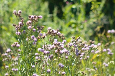Dikenli çiçeklerin ve tohumların ön planda seçici bir odak noktası var.