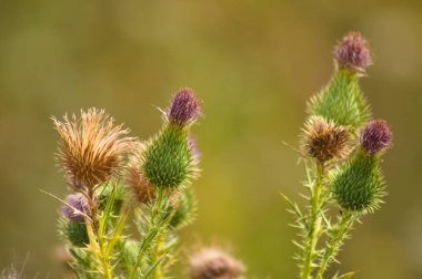 Boğa devedikeni yeşil tohumlarına yakın plan yeşil bulanık arka plan