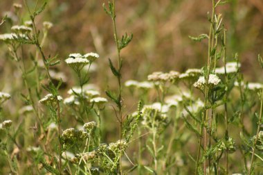 Dikenli kiremit çiçeklerinin ön planda seçici bir odak noktası ile yakın plan