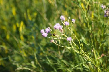 Önplanda seçici bir odak noktası olan sürünen devedikeni çiçeklerine yakın plan