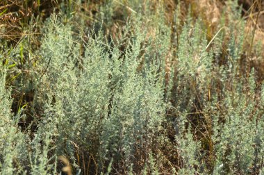 Önplanda seçici bir odak noktası olan çayır bitkisinin yakın çekimi